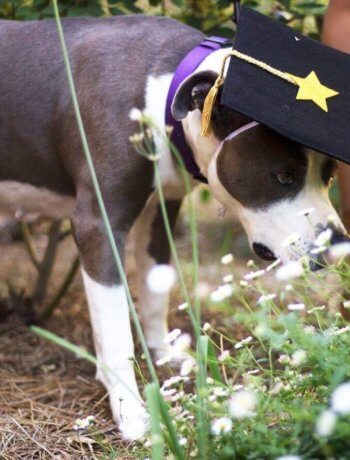 Etsy is my favorite online retailer to find customized gifts, unique pieces, and for one-of-a-kind items. In today’s blog post, I’m sharing my top favorite items that I’ve picked up over the years on Etsy. This one is for the pups! It’s a dog graduation cap and it’s the cutest thing ever!