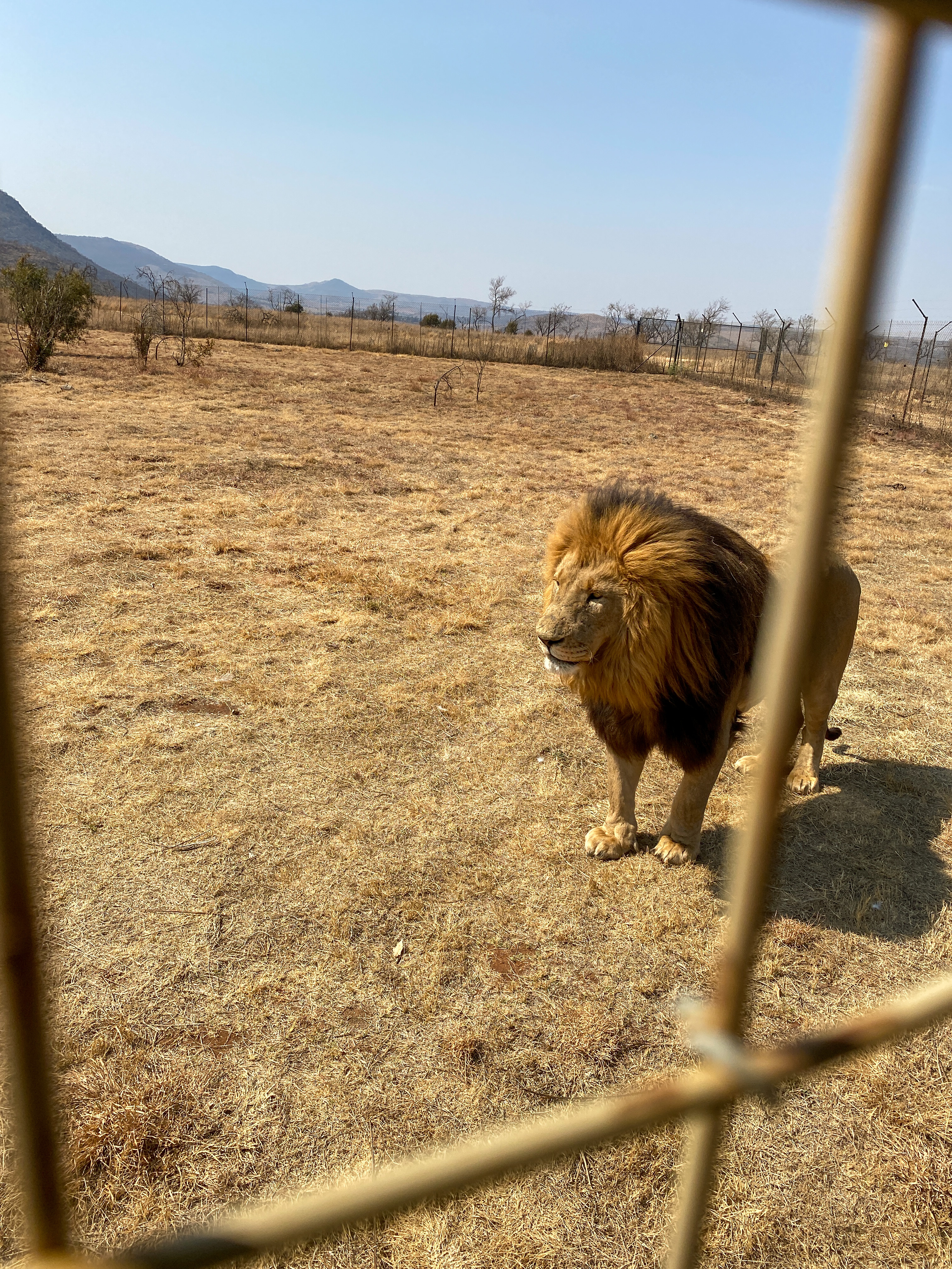 Lion & Safari Park - Things to Do in Johannesburg