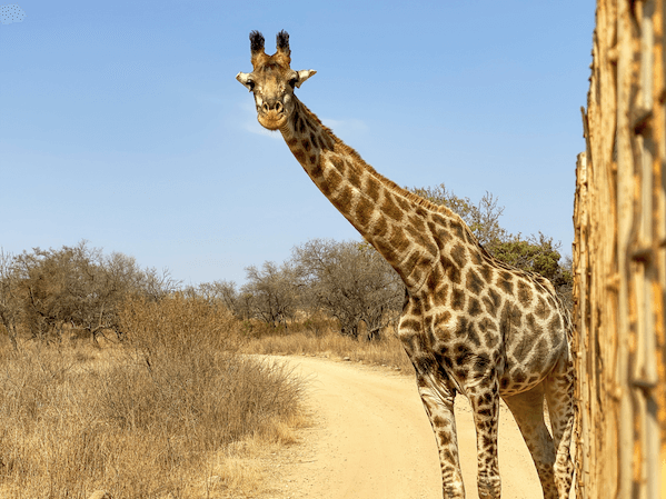 Johannesburg Travel Guide: Things to Do & Where to Eat